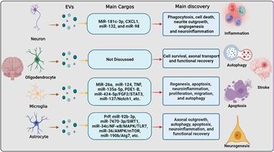 The Emerging Role of Extracellular Vesicle Derived From Neurons/Neurogliocytes in Central Nervous System Diseases: Novel Insights Into Ischemic Stroke